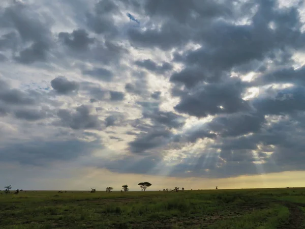 Mesmerizing Cloudscape Green Field Few Trees Serengeti National Park Africa — Stock Fotó