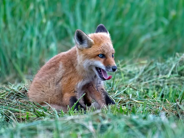 Close Shot Cute Baby Fox Sitting Fresh Grass — Stockfoto