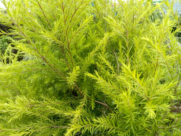 Closeup Shot Growing Green Juniper Plant — ストック写真