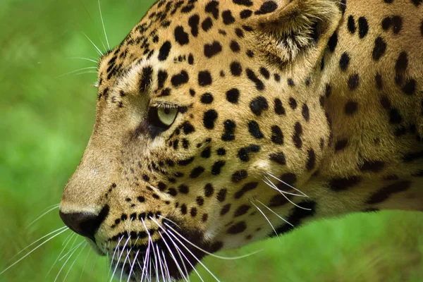 Beautiful Closeup Shot Leopard Side View Blurry Green Background — стокове фото