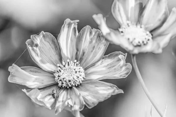 Μια Ασπρόμαυρη Φωτογραφία Λουλούδια Garden Cosmos Έναν Κήπο — Φωτογραφία Αρχείου