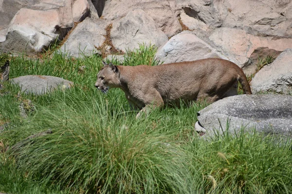 Beautiful Cougar Puma Concolor Walking Grass — Stockfoto