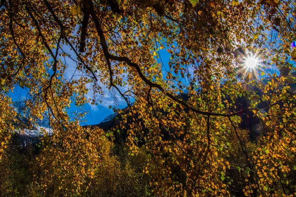 Beautiful View Larch Colored Tree Branches Autumn Colors Illuminated Sun — Zdjęcie stockowe