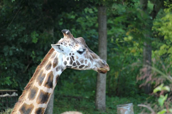 Zbliżenie Ujęcia Żyrafy Zoo — Zdjęcie stockowe