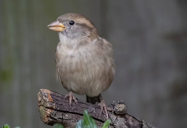 Closeup Shot Brown Sparrow Perching Tree Branch — Photo