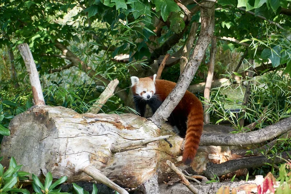 Adorabile Panda Rosso Albero — Foto Stock