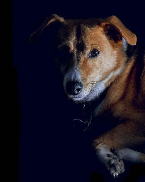 Portrait Cute Dog Black Background — Zdjęcie stockowe