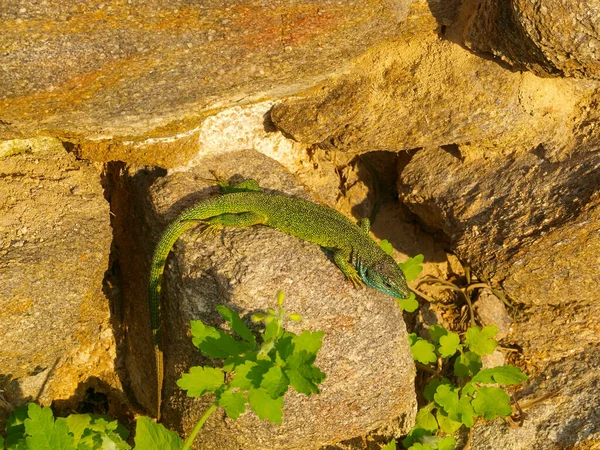 Closeup Shot Lacerta Viridis European Green Lizard Austria — Fotografia de Stock