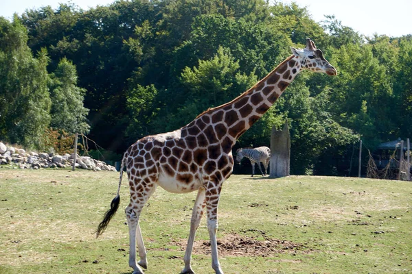 Beautiful Shot Giraffe Walking Animals Park Trees Clear Sky — Stok fotoğraf