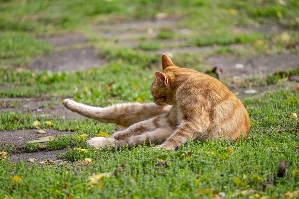 Милий Пухнастий Кіт Сидить Траві Парку — стокове фото