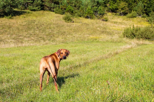 Коричневий Собака Стоїть Траві Парку Сонячний День Деревами Задньому Плані — стокове фото