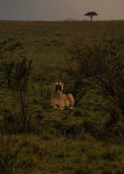 Vertical Shot Yawning Lioness Lying Grass Field — Stockfoto