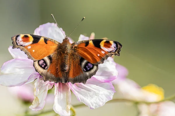Closeup Shot Beautiful Butterfly Garden Cosmos Flower Garden — Stock Photo, Image