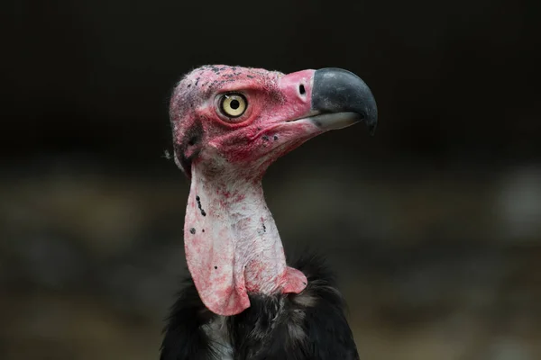 Seen facing to the right, Red-headed Vulture, Sarcogyps calvus, Critically Endangered, Thailand
