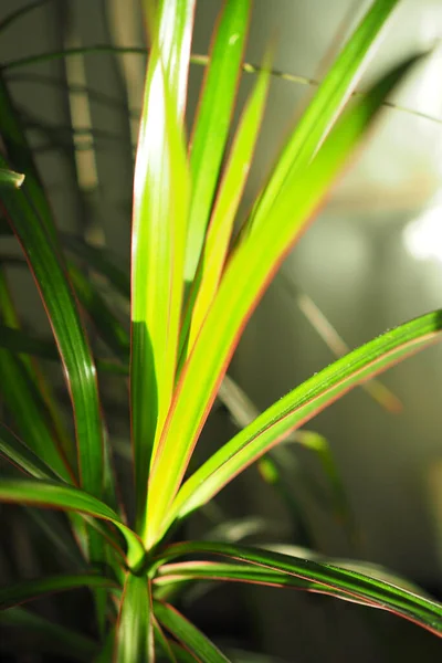 Primer Plano Dracaena Sale Bajo Luz Del Sol — Foto de Stock