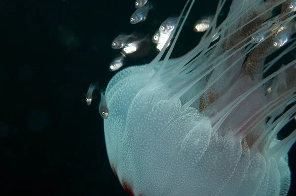 Closeup Tiny Juvenile Fish Taking Shelter Tentacles Jellyfish Gray Reef — Fotografia de Stock