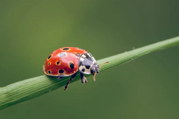 Closeup Shot Small Cute Ladybug Plant — стоковое фото