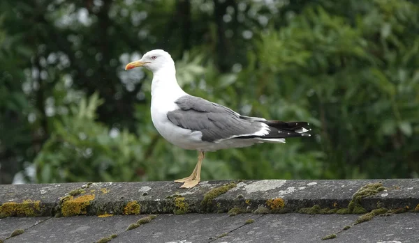 Proud Little Seagull Standing Mossy Stone Surface Berkshire Trees Background — стоковое фото