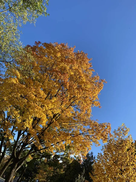 Beautiful View Trees Colorful Autumn Leaves Clear Blue Sky — Stockfoto