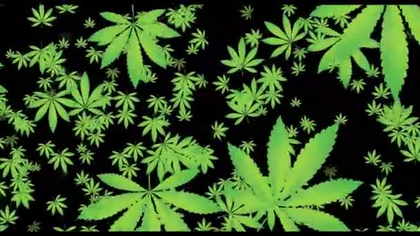 Folha Cannabis Sobre Fundo Preto — Vídeo de Stock