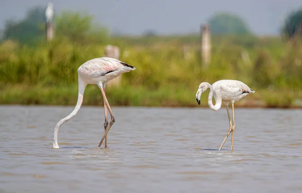 Flamingo Juvenile Its Parents Searching Food Lake — 스톡 사진