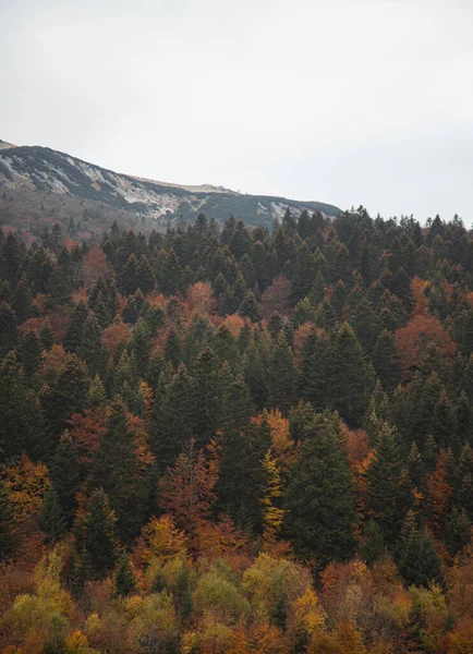Autumn Trees Covering Mountains — Zdjęcie stockowe