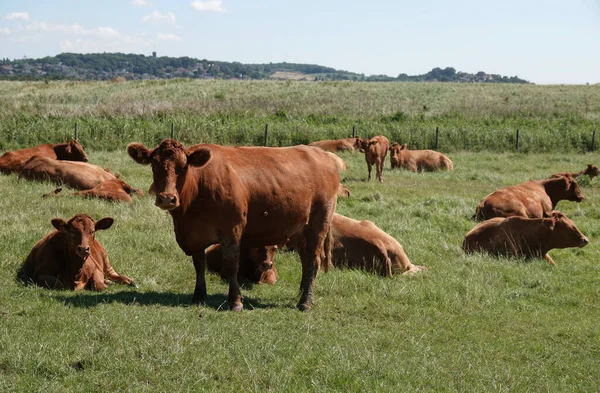 Herd Cows Farm Essex Sunny Day Distant Hills Background — Stock Photo, Image