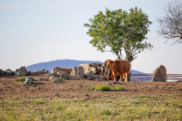 Grupo Vacas Una Granja Con Rocas Árboles —  Fotos de Stock