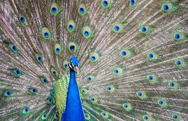 Peacok Εμφανίζει Όμορφα Φτερά Της Ένα Δημόσιο Πάρκο — Φωτογραφία Αρχείου