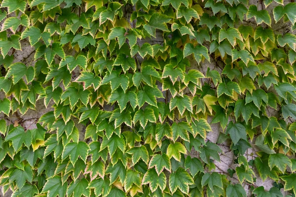 Closeup True Ivy Foliage Wall — Stock Fotó