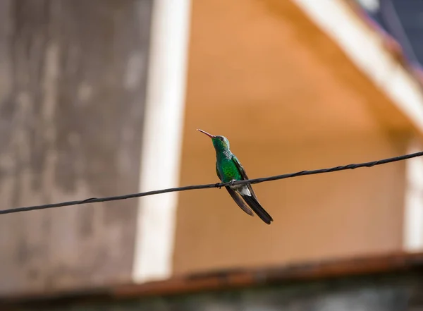 Egy Kis Gyönyörű Zöld Eriocnemis Kolibri Ült Egy Dróton Napközben — Stock Fotó