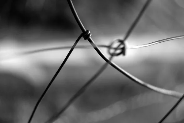 Grayscale Selective Focus Metal Fence Wire — Photo