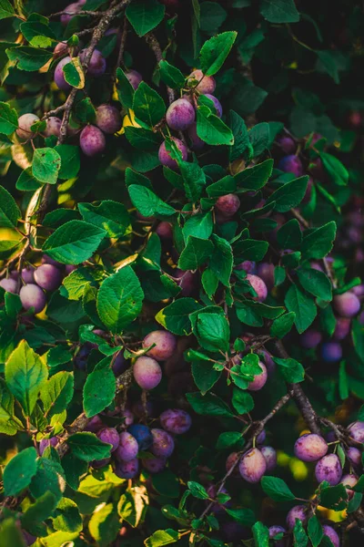 Vertical Closeup Small Blueberries Growing Woody Plant Garden — Stock Fotó