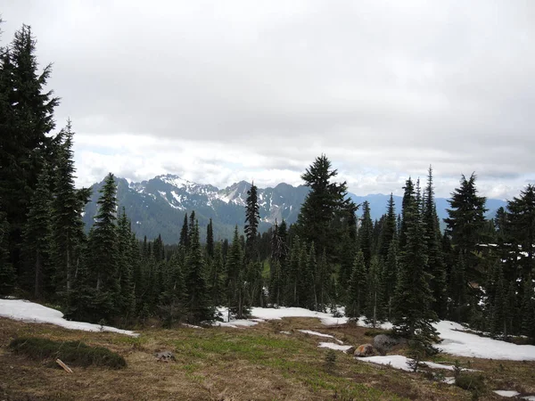Picturesque Coniferous Trees Mountain Scene Mount Rainier National Park Washington — Fotografia de Stock