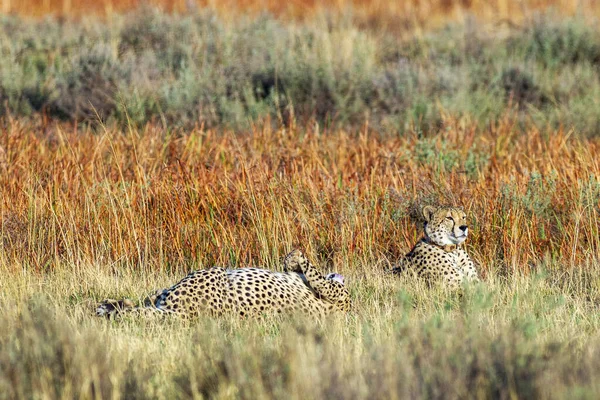 Two Cute Cheetah Jungle South Africa — 스톡 사진