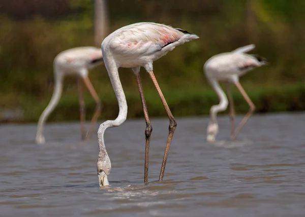 Flamingo Searching Food Lake — Zdjęcie stockowe