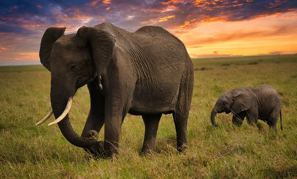 Elephants Walking Field Scenic Sunset — Stockfoto