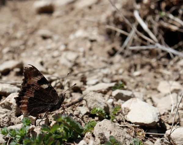 Closeup Shot Black Butterfly Soil — Stok fotoğraf