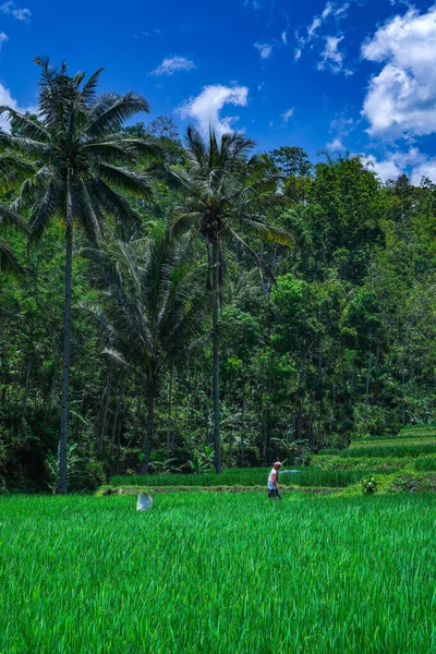 Vertical Shot Person Working Agricultural Field Surrounded Trees Greenery — Fotografia de Stock