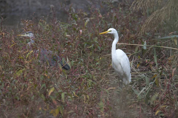 Widok Boku Pięknej Ardea Alba Lub Wielki Egret Przyrodzie Ciągu — Zdjęcie stockowe
