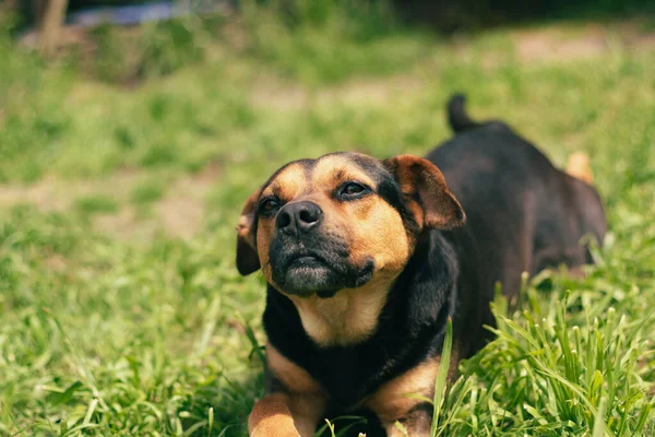 Close Shot Cute Lovely Tan Black Mixed Breed Dog Lying — ストック写真