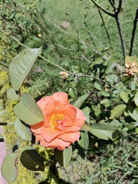Close Shot Garden Nectar Rose — Fotografia de Stock