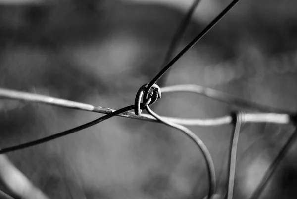 Grayscale Selective Focus Metal Fence Wire — стоковое фото