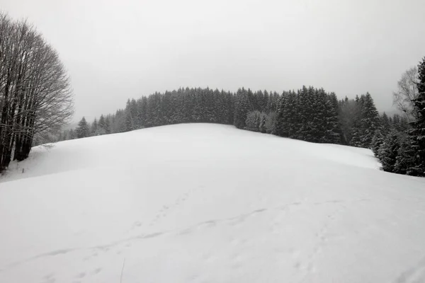 Slope Covered Snow Fir Trees Growing — 图库照片