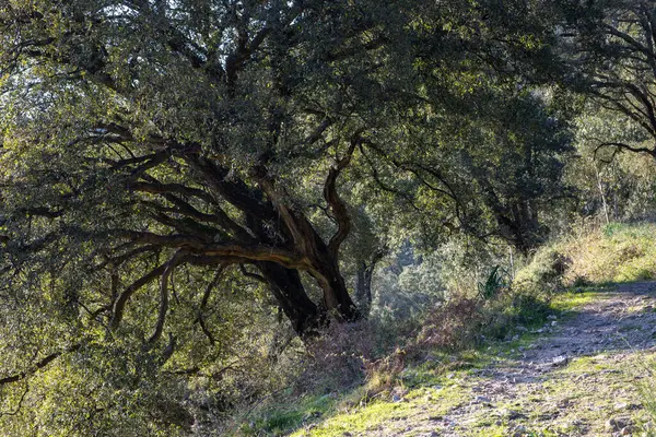 Trees Growing Wilderness — Foto Stock