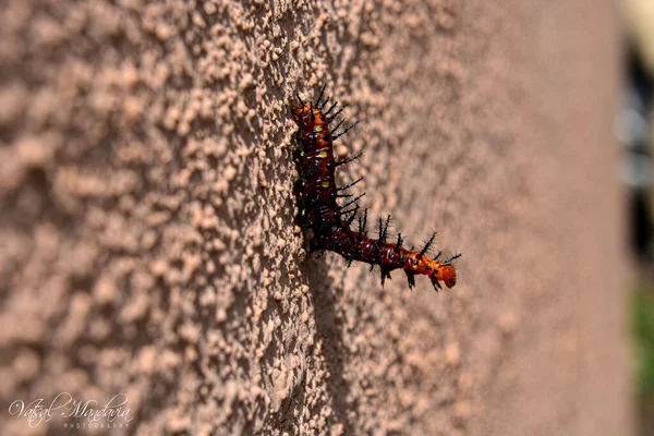 Beautiful Selective Focus Shot Tawny Coster Crawling Wall — Stok fotoğraf