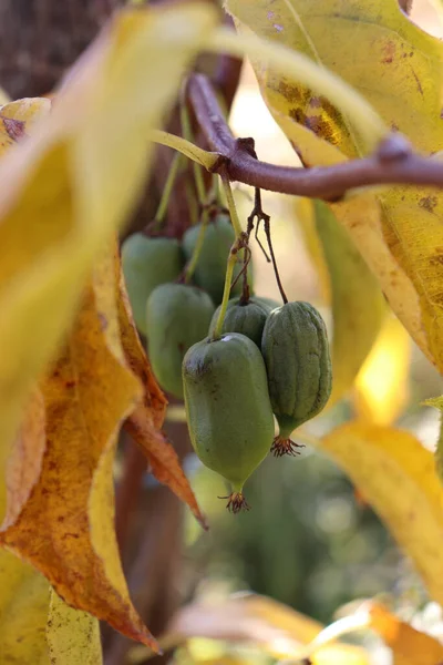 Growing Hardy Kiwifruit Garden — Fotografia de Stock