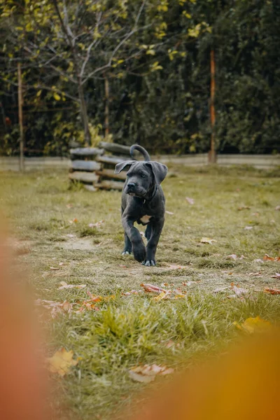 Vertical Shot Black Cute Cane Corso Puppy Walk — Stockfoto