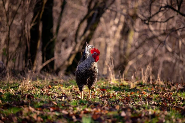 Rooster Farm Blurred Background — Φωτογραφία Αρχείου