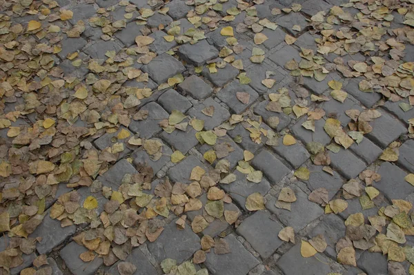 Cobblestone Road Fallen — Fotografia de Stock